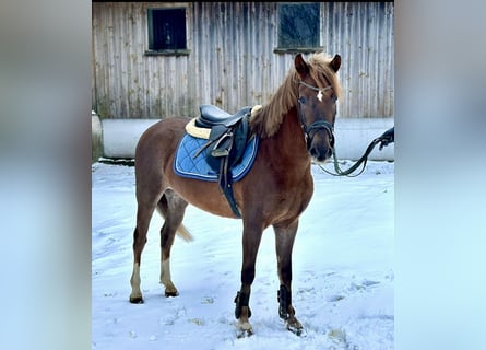 Más ponis/caballos pequeños, Caballo castrado, 4 años, 135 cm, Alazán-tostado