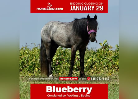 Más ponis/caballos pequeños Mestizo, Caballo castrado, 4 años, 135 cm, Ruano azulado