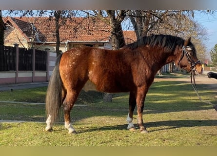 Más ponis/caballos pequeños, Caballo castrado, 4 años, 136 cm, Castaño