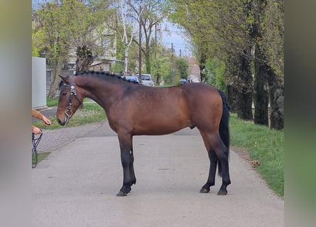 Más ponis/caballos pequeños, Caballo castrado, 4 años, 146 cm, Castaño