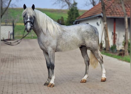 Más ponis/caballos pequeños, Caballo castrado, 4 años, 150 cm