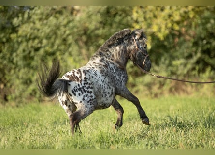 Más ponis/caballos pequeños Mestizo, Caballo castrado, 4 años, 95 cm, Atigrado/Moteado