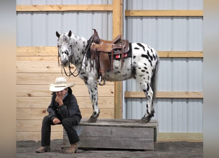 Más ponis/caballos pequeños, Caballo castrado, 5 años, 112 cm, Atigrado/Moteado