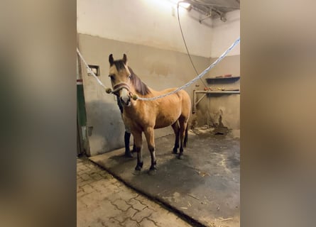 Más ponis/caballos pequeños, Caballo castrado, 5 años, 135 cm, Bayo