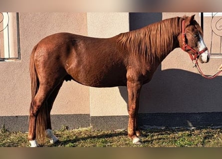 Más ponis/caballos pequeños, Caballo castrado, 5 años, 140 cm