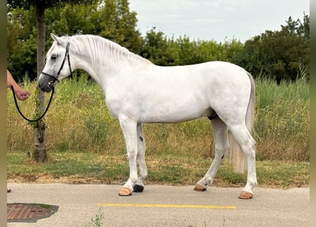 Más ponis/caballos pequeños, Caballo castrado, 5 años, 141 cm, Tordo