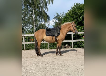 Más ponis/caballos pequeños, Caballo castrado, 5 años, 142 cm, Bayo