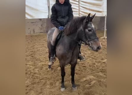 Más ponis/caballos pequeños, Caballo castrado, 5 años, 145 cm