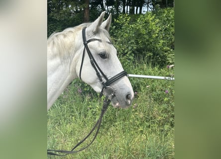 Más ponis/caballos pequeños, Caballo castrado, 5 años, 145 cm, Tordo