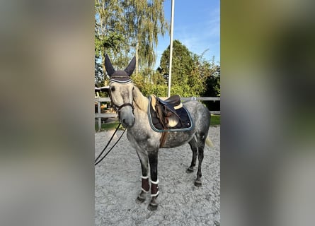 Más ponis/caballos pequeños, Caballo castrado, 5 años, 145 cm, Tordo rodado