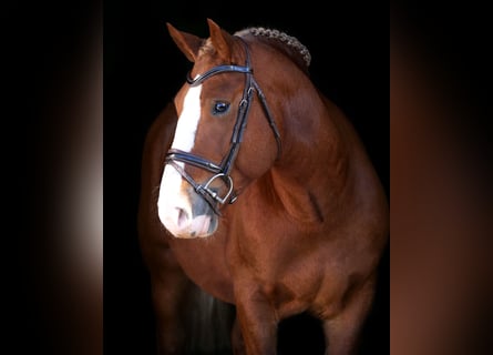 Más ponis/caballos pequeños, Caballo castrado, 5 años, 146 cm, Alazán