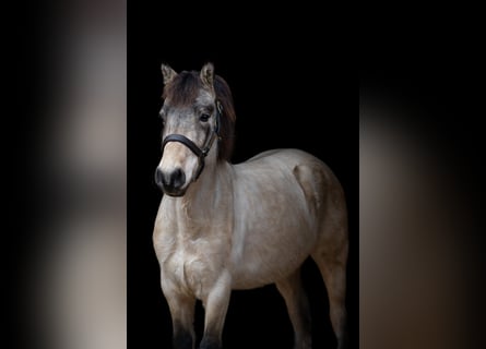 Más ponis/caballos pequeños, Caballo castrado, 5 años, 146 cm, Bayo