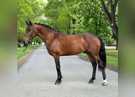 Más ponis/caballos pequeños, Caballo castrado, 5 años, 146 cm, Castaño