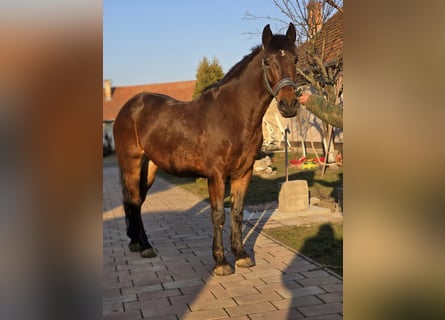 Más ponis/caballos pequeños, Caballo castrado, 5 años, 146 cm, Castaño