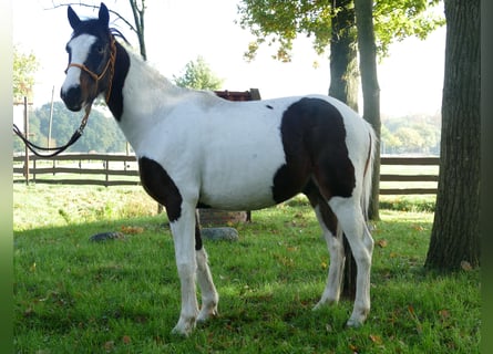 Más ponis/caballos pequeños, Caballo castrado, 5 años, 147 cm, Pío