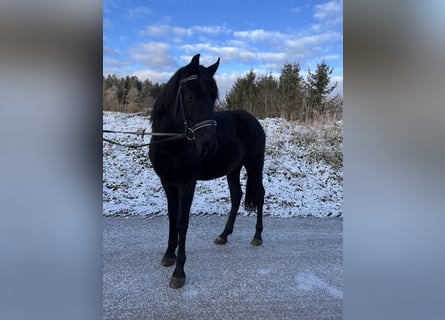 Más ponis/caballos pequeños, Caballo castrado, 5 años, 148 cm, Negro