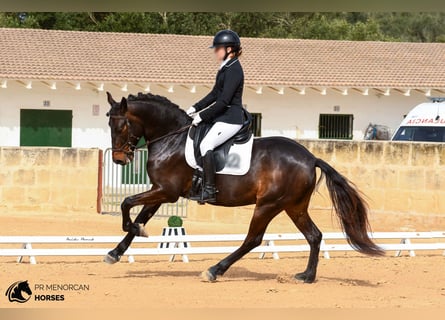 Más ponis/caballos pequeños, Caballo castrado, 5 años, 152 cm, Castaño oscuro