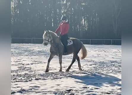 Más ponis/caballos pequeños, Caballo castrado, 5 años, 155 cm, Tordo rodado