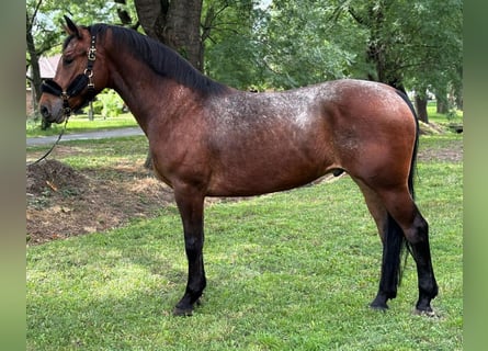 Más ponis/caballos pequeños, Caballo castrado, 5 años, 165 cm, Castaño