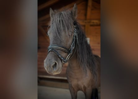 Más ponis/caballos pequeños, Caballo castrado, 5 años, 95 cm, Negro