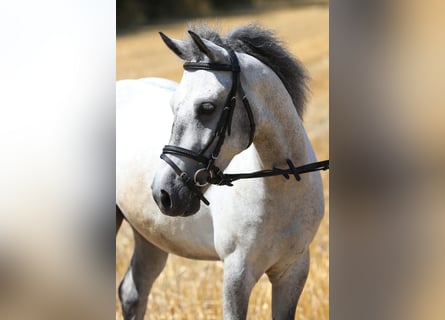 Más ponis/caballos pequeños, Caballo castrado, 6 años, 133 cm, Tordo