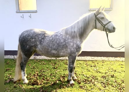 Más ponis/caballos pequeños, Caballo castrado, 6 años, 142 cm, Tordo