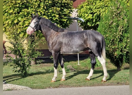 Más ponis/caballos pequeños Mestizo, Caballo castrado, 6 años, 142 cm, Tordo rodado