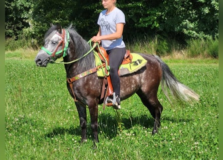 Más ponis/caballos pequeños, Caballo castrado, 6 años, 144 cm, Tordo rodado