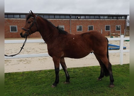 Más ponis/caballos pequeños, Caballo castrado, 6 años, 146 cm, Castaño