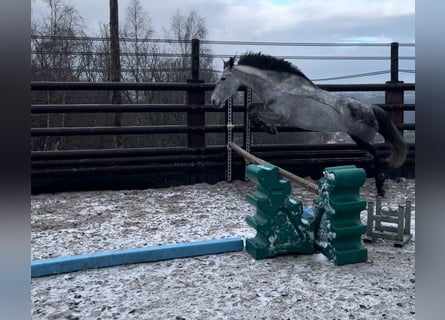 Más ponis/caballos pequeños, Caballo castrado, 6 años, 147 cm, Tordo