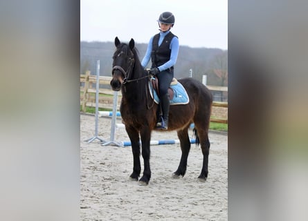 Más ponis/caballos pequeños, Caballo castrado, 6 años, 151 cm, Castaño