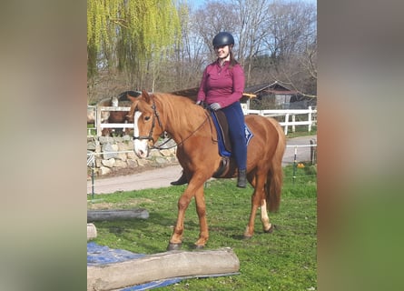 Más ponis/caballos pequeños, Caballo castrado, 6 años, 152 cm, Alazán