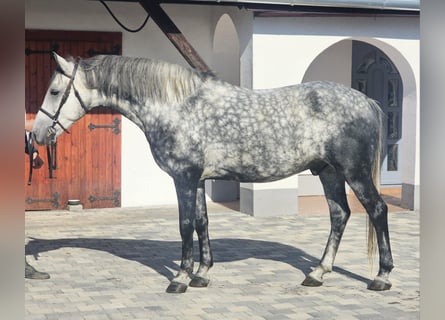 Más ponis/caballos pequeños, Caballo castrado, 6 años, 157 cm