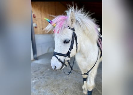 Más ponis/caballos pequeños, Caballo castrado, 7 años, 105 cm, Tordo