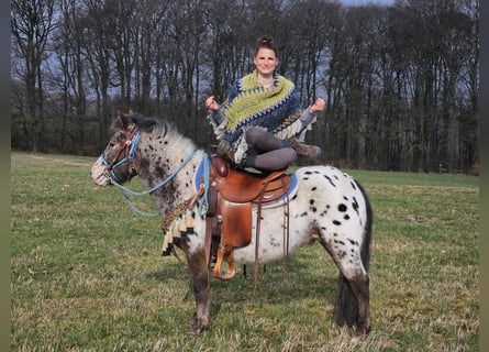 Más ponis/caballos pequeños, Caballo castrado, 7 años, 123 cm, Atigrado/Moteado