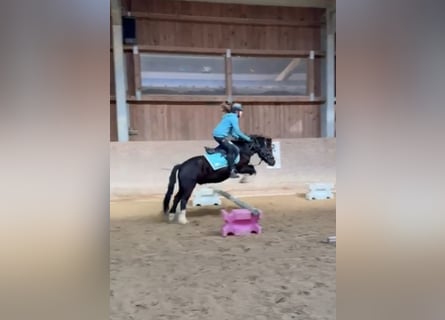 Más ponis/caballos pequeños, Caballo castrado, 7 años, 127 cm, Negro