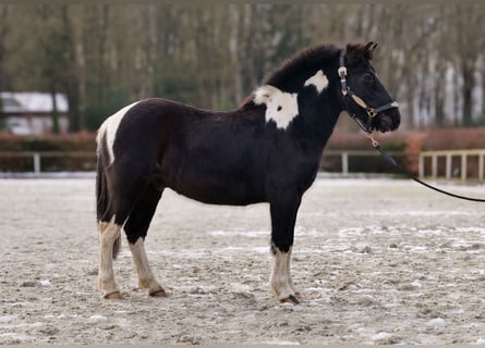 Más ponis/caballos pequeños, Caballo castrado, 7 años, 127 cm, Pío