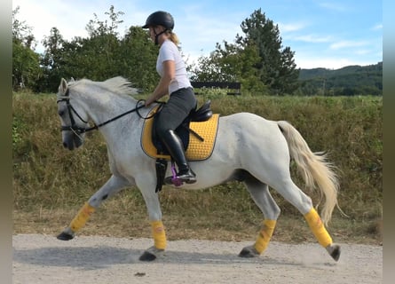 Más ponis/caballos pequeños Mestizo, Caballo castrado, 7 años, 144 cm, Tordo picazo