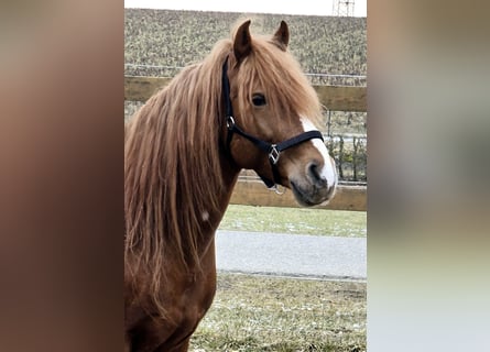 Más ponis/caballos pequeños, Caballo castrado, 7 años, 147 cm, Alazán