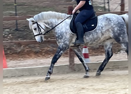 Más ponis/caballos pequeños, Caballo castrado, 7 años, 147 cm, Tordo rodado