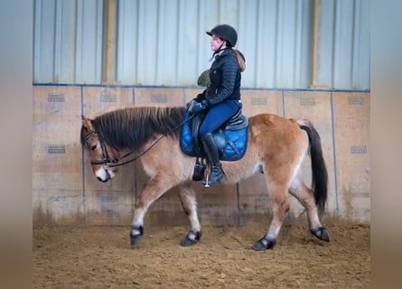 Más ponis/caballos pequeños, Caballo castrado, 8 años, 128 cm, Bayo