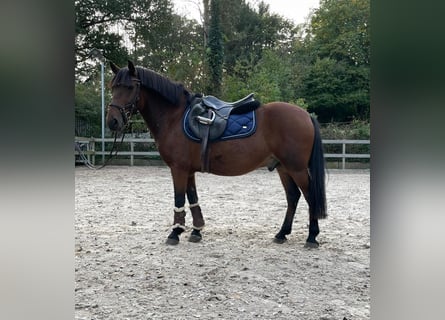 Más ponis/caballos pequeños, Caballo castrado, 8 años, 138 cm, Castaño