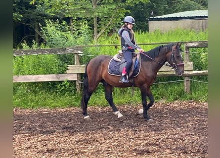 Más ponis/caballos pequeños, Caballo castrado, 8 años, 142 cm, Castaño