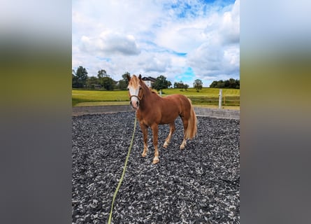 Más ponis/caballos pequeños, Caballo castrado, 8 años, 145 cm, Alazán