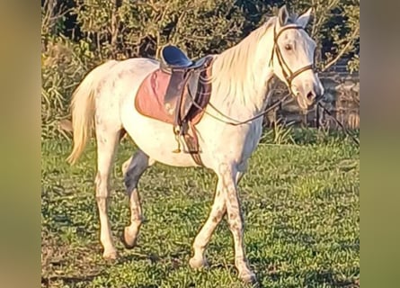 Más ponis/caballos pequeños, Caballo castrado, 8 años, 155 cm