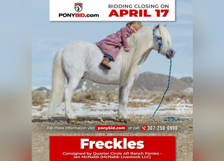 Más ponis/caballos pequeños, Caballo castrado, 8 años, 94 cm, Tordo