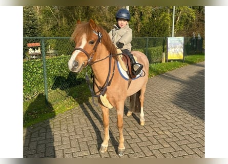 Más ponis/caballos pequeños, Caballo castrado, 9 años, 126 cm, Alazán