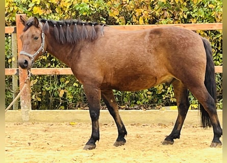 Más ponis/caballos pequeños, Caballo castrado, 9 años, 147 cm, Castaño