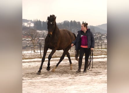 Más ponis/caballos pequeños, Caballo castrado, 9 años, 155 cm, Negro