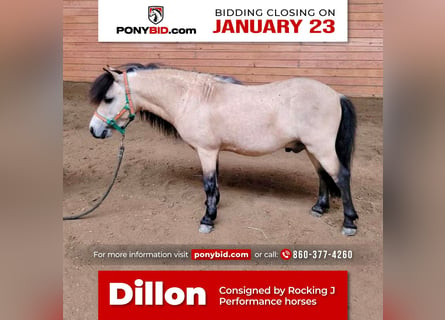 Más ponis/caballos pequeños, Caballo castrado, 9 años, 81 cm, Buckskin/Bayo